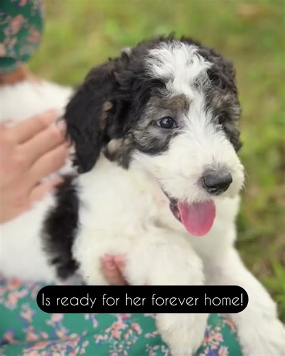 Non-Shedding Sheepadoodle Puppy! #doodle #sheepadoodle #puppy