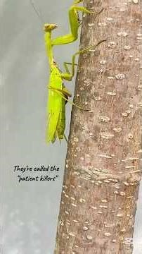 Praying Mantis Facts You Won’t Believe | Alien-Like Insect Hunters 👽🦗#مانتیس#اخوندك