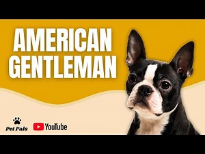 Boston Terrier: Complete Dog Breed Guide and Facts