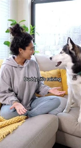 Husky talking back to owner 😳#husky #dogtalk #funnydogs #shorts