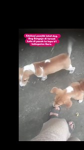 Ini salah satu rumah warga di kab. Karo ,sengaja pelihara anjing lokal untuk ternak. Katakanlah inisial nya AX. Dia tidak tahu bahwa anjing bukan hewan ternak. Langsung kita jelaskan, anjing bukan hewan ternak ya,melainkan hewan peliharaan. (gestur muka harus senyum ya, ngak boleh melotot, dan jangan merasa ilmu paling tinggi di dunia edukasi dog kalau mau berhadapan dengan batak primitif). Kita harus lembek, terlihat kalah, tapi isi otak harus bisa menaklukkan kerasnya manusia primitif. • Batak