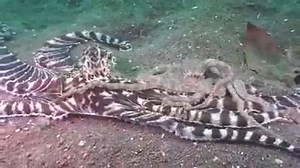 63K views · 183 reactions | Incredible Fight Between Two Huge Octopus  Follow Owlopia for daily  inspiration  | OwlopiΔ' | Facebook