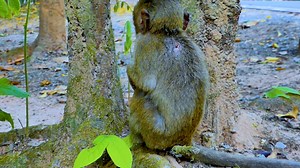 The Injuries of baby Monkey Tilly still not yet good, look like has worn on her injury | Monkey Post