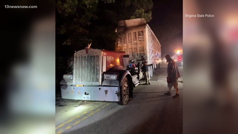 Tractor-trailer hauling hogs overturns in Sussex County; driver charged