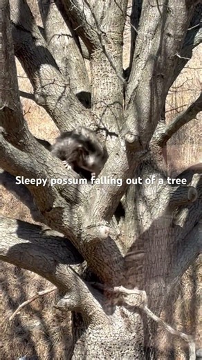 Sleepy Possum falls out of a tree in Virginia mountains #opossum #funnyanimals