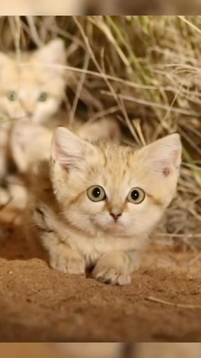 Wildlife Rescuers on Instagram: "Baby sand cats, born in the arid deserts of Africa and Asia, are small, fluffy, and incredibly resilient. These tiny felines, with their large ears and sandy-colored fur, blend perfectly with their environment. Fun fact: Baby sand cats can survive extreme temperatures and get all the moisture they need from their prey, rarely needing to drink water! Video by @phoenixzoo @pantheracats Feel free to explore the gallery of this skilled photographer, where you can exp