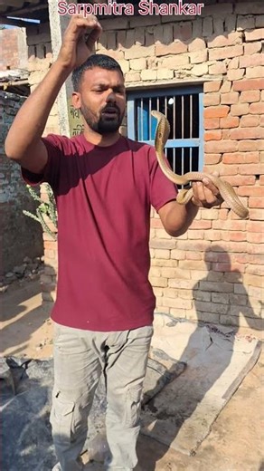 Free Handing Cobra Snake Rescue Sarpmitra #snake #snakes #cobrarescue #shorts