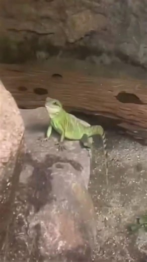 We Need To Talk About Hoppers Lizard 🦎🤣 #hoppers