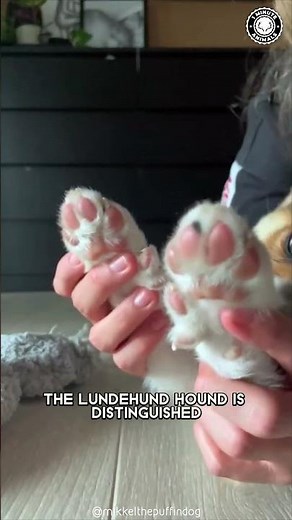 Norwegian Lundehund 🐶 A Rare Dog Breed with 6 Toes!