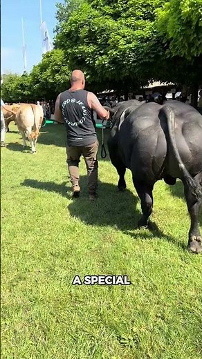 Belgian Blue: The World's Most Muscular Cow Looks Unreal! 🐄💪