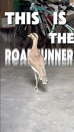 The Real Roadrunner Caught on Camera!