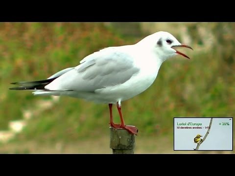 Cri de Mouette rieuse et évolution du nombre d'oiseaux en France
