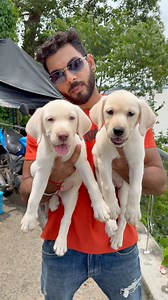 5.5K views · 65 reactions | White Labrador Puppies  #dog #puppy #pets | Sandha dip | Facebook