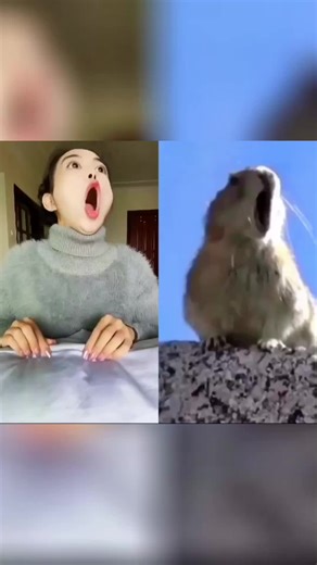 # cute pet # funny # singing mouse # mouse # decompression # funny animal