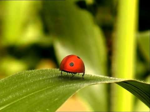 Minuscule Vol 01 E02 Catapulte