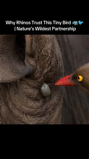 Why Rhinos Trust the Oxpecker: Nature’s Wildest Partnership