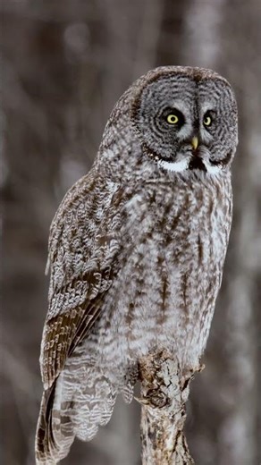 Great Gray Owl Watching Quietly — A Moment of Still Awareness | Peaceful_Tranquil