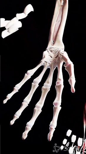 Dive Deep Into the Hand’s Anatomy #anatomy #meded #3danimation