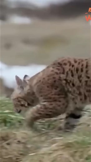 6.2K views · 70 reactions | As winter fades in the Rockies, a young bobcat explores its hunting skills. The world is full of surprises for the juvenile cat. While cats generally avoid water and seek natural bridges, they can swim when necessary. Have you ever seen a bobcat swim? #bobcat #Rockies #wildlife #animals #nature #hunting | Real Wild | Facebook
