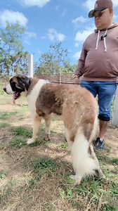 Super laki ng mga St. Bernard dito grabehan! @ Doña Perlita Farm 😱💯🥰🥳👌 #dog #dogsofinstagram #doglover #goodvibes | TITA A's Vlog