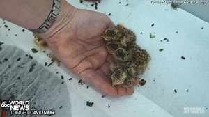 29K views · 564 reactions | HISTORIC HATCHING: Nine critically endangered plains-wanderer chicks hatched at Victoria, Australia’s Werribee Open Range Zoo with the aid of an incubator and zookeepers after being abandoned by the bird’s father. The zoo said there are less than 1,000 mature plains-wanderers left in the wild. https://abcn.ws/2FLyzTu | ABC World News Tonight with David Muir | Facebook