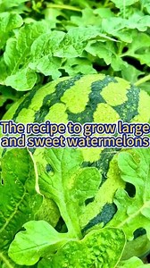 126K views · 3.8K reactions | Teh Recipe to Grow Large and Sweet Watermelon #garden #gardening #plants #planting #plant #outdoorgarden #gardentool #gardeningtips #gardentools #farming #watermelon | Garden and Planting Tips | Facebook