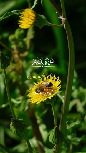 Surah Al-Qamar (36–44) reminds us that when warnings are ignored, consequences follow #surah