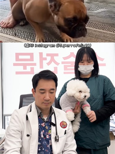 강아지 역재채기, 원인과 대처 방법