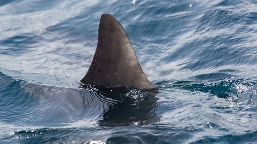 UPDATE: Wells water restrictions lifted Saturday after no shark sightings reported