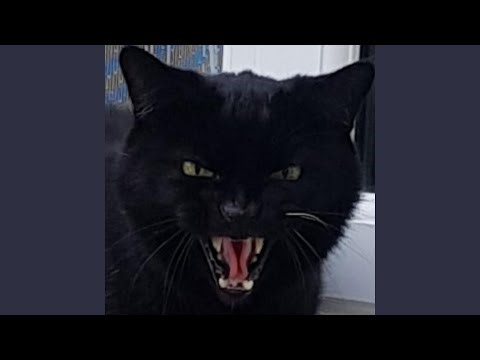 French Connection (Extended Version)