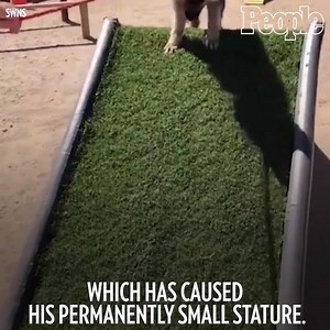 This German shepard isn't losing his cute puppy looks any time soon. 😍 | People