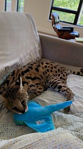 Don’t worry, she came around to the toy 😻 | Chloe the Serval