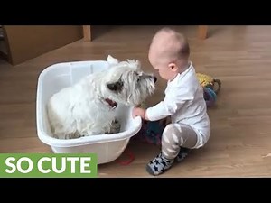 Westie and baby enjoy playtime with each other