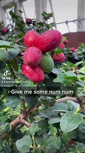 31 reactions · 3 comments | Num nums! These Natal Plums are native to Southern Africa & are often called the large num-num. They've been sooo giving this season on the plum tree in the Sugar from the Sun room. They can be eaten raw or used in pies, jams, jellies, you get the drift! They're super high in vitamin C and they release milky white sap when cut. (Scientific name is Carissa macrocarpa, but num-num, tho.) #TikTokTuesday | Garfield Park Conservatory | Facebook