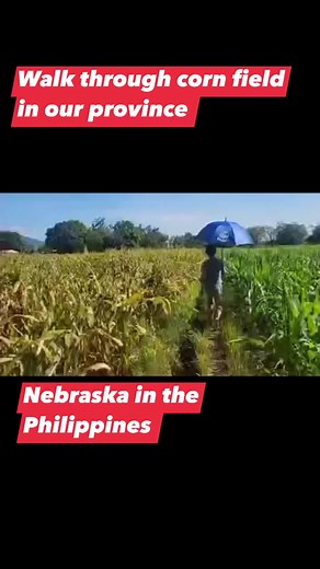 Walk through corn field ..Nebraska in the Philippines #province #provincelife #provincelifeisthebest #adsonreels #adsonreelsmonetization #adsonreelsinvitation @highlight | Olivia Fabionar Vallejos