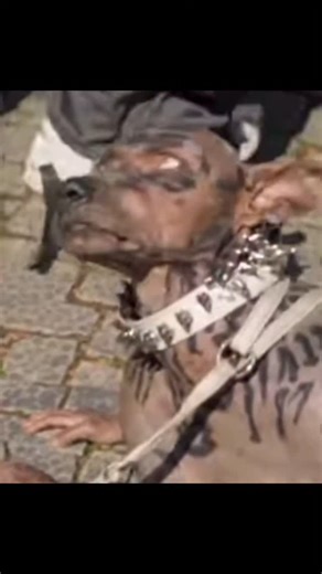 Macabre diary on Instagram: "🐕 The Dog Man of Japan 🐕 #analoghorror #horror #scary #real Japan has always been a place where myths and modern life collide. Kitsune fox spirits, yokai monsters, and ghost stories have thrived for centuries. But in 2022, a new figure emerged — not from folklore, but from the hands of man himself. A Japanese man, whose identity remains hidden, spent millions of yen to transform into a realistic Rough Collie. Not a costume, not cosplay — but an eerily lifelike suit