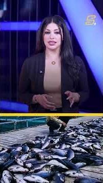نفوق عدد كبير من الأسماك في نهر دجلة.. شنو القصة ؟