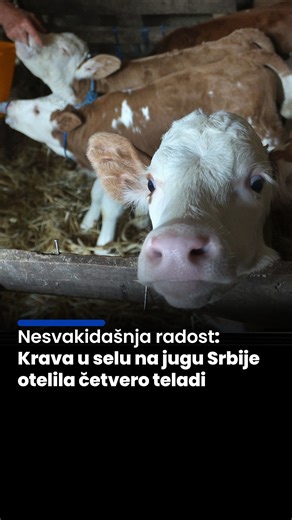 🐄 Selo Lepaja u opštini Merošina na jugu Srbije, koje broji nekoliko stotina stanovnika, dospelo je u žižu javnosti jer je krava tamošnjeg domaćinstva Mladenović otelila četiri teleta. 📍 Ekipa Anadolu posetila je vlasnike Ljubinku i Miodraga, koji za sličan slučaj u ovom delu Srbije nisu čuli. "Velika sreća", tako rođenje četvorki u štali opisuje bračni par Mladenović. 🐮 "Krava se zove Beba, a telići Kasandra, Sanela, Boki i Deki", predstavlja Ljubinka prinove rođene pre nešto više od dvadese
