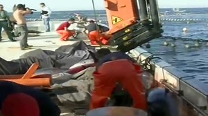 The Big Catch of Giant Bluefin Tuna Watch the Entire Process from Net Fishing to Factory Processing