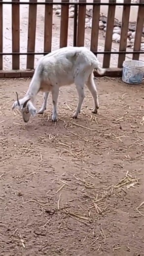 Just Like Humans… Goats Have Regional Accents! #Goats