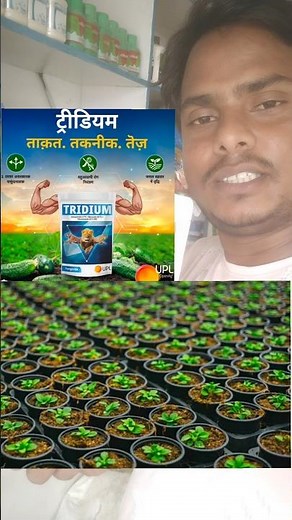 Tridium Fungicide|UPL TRIDIUM Azoxystrobin 4.7% + Mancozeb 59.7% + Tebuconazole| upl Best fungicide