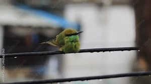 Chestnut-headed bee-eater bird catches on cable for relax and catching forest insects. It is raining in gir forest and Vibrant Asian Green Bee-eater Perched on Electric Cable on monsoon time