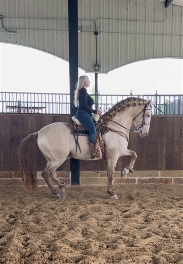 💫💫💫 #caballos #caballosbailadores #español #paratiiiiiiiiiiiiiiiiiiiiiiiiiiiiiii #coquette @Sociedad Ecuestre