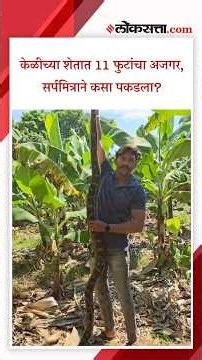 जळगावातील नगरदेवळ्यात ११ फुटांचा अजगर, सर्पमित्रांनी रेस्क्यू कसं केलं?