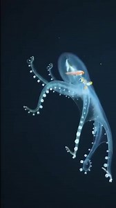 119K views · 3.4K reactions | Příroda je fascinující. Tato chobotnice má průhlednou kůži a jen několik viditelných rysů. Ačkoliv je její existence vědcům známa již více než sto let, záběrů s ní je jen velmi málo.  | Prima ZOOM | Facebook