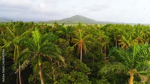 Bright exotic palm trees growing in a tropical forest against a background of dark trees in a mountain valley. Exotic natural green background. Amazing landscape of palm jungle.