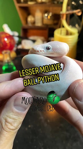 Reply to @goiaba_rei 🐍 Blue Eyed Leucistic Ball/Royal Python! These are such stunning snakes. My adult “Albus” is always a fan favorite and gets a lot of attention when I take him out for educational events!🧪 #الثعبان #findyouredge￼ #sawa #royalpython #ballpython #petsnakes #pythonregius #python #witchyvibes #fyp #viral #animals #reptiles #pets #whitesnake #blueeyes #stunning #snakebreeder #dragons #fortnight #pitón #slytherin #snaketok #elpaso #elpasotexas #eptx #educators #kidtok