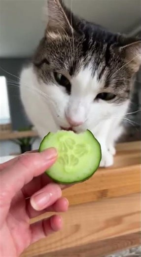My Cat Actually Likes Cucumber 😹🥒