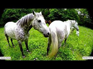 Wild Horse mating in the forest