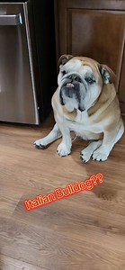 Rocco is no longer an English Bulldog! Drooling over Homemade stromboli now makes him an Italian Bulldog! #stromboli #pets #dog #drool #bulldog | Carmi's Army